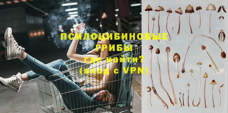 Галлюциногенные грибы Psilocybe  гидра маркетплейс  Новокубанск  продажа наркотиков 