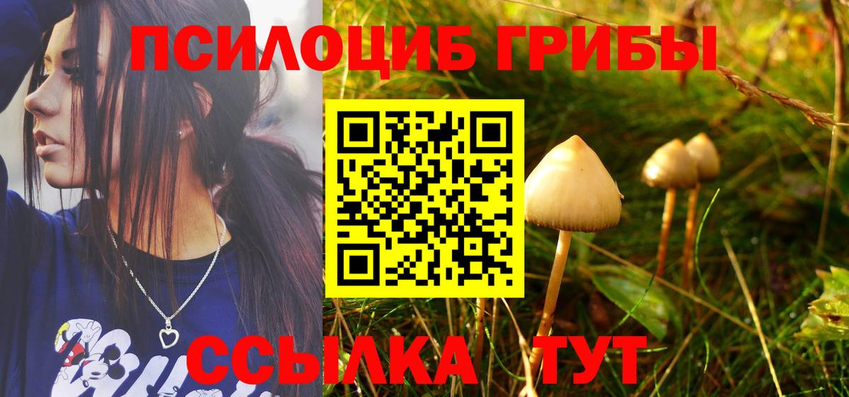 Псилоцибиновые грибы прущие грибы  Новокубанск  цена наркотик  Галлюциногенные грибы Psilocybe 